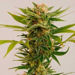 Sour Diesel Seeds