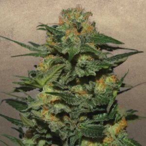 Strawberry Cough Seeds