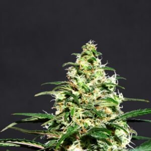 Super Lemon Haze Seeds