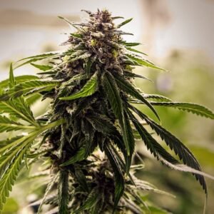 Willy’s Wonder Seeds